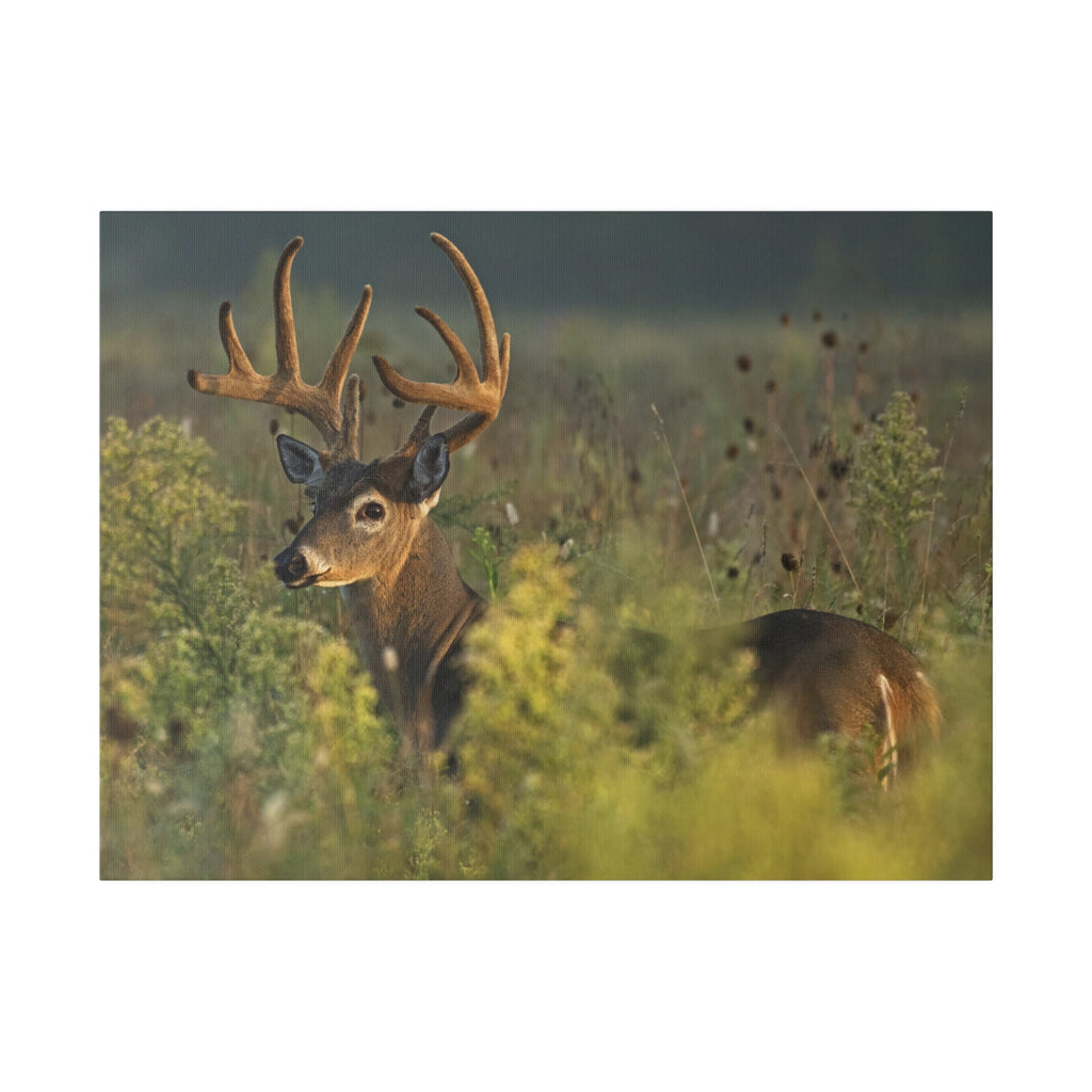 Deer- Matte Canvas, Stretched, 0.75"