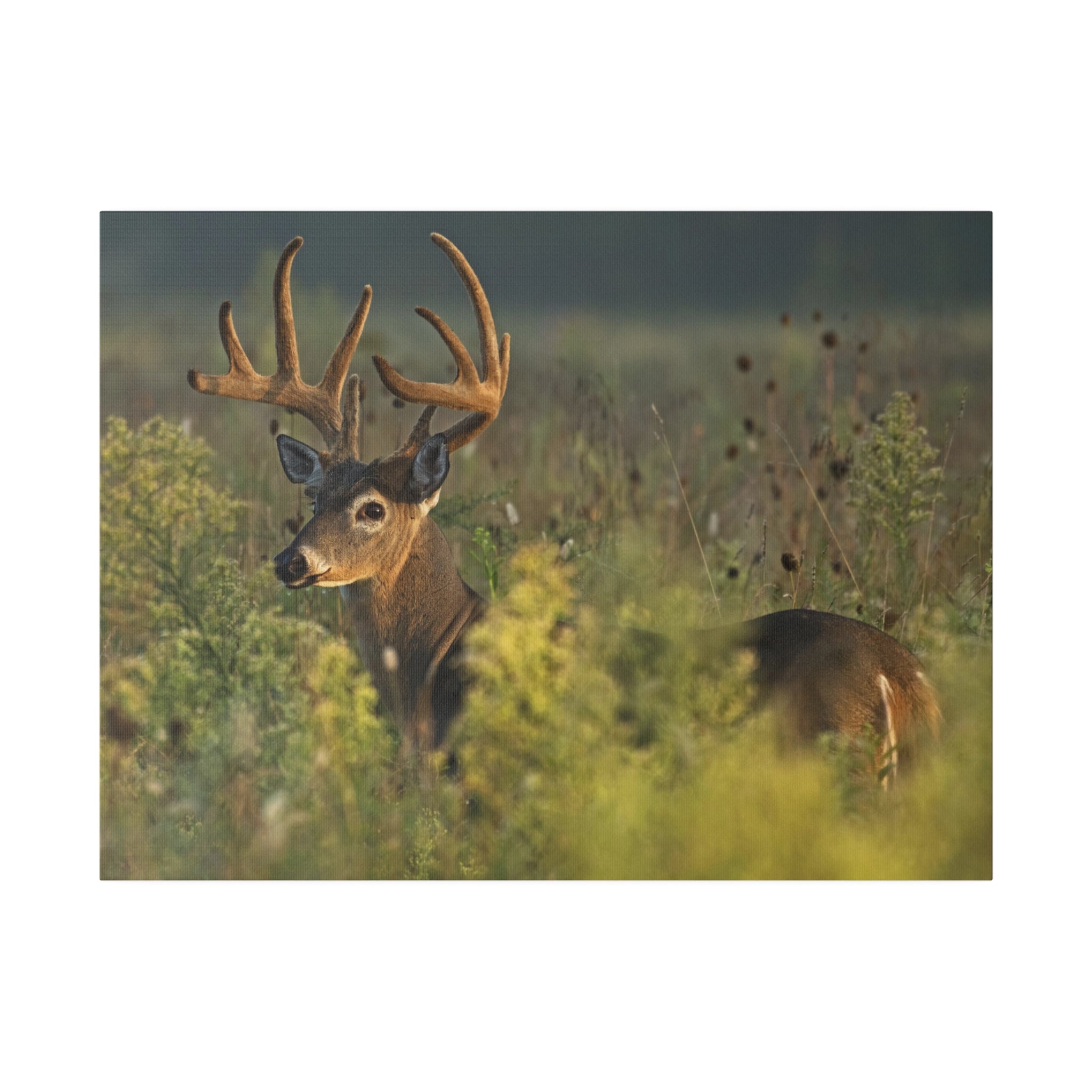 Deer- Matte Canvas, Stretched, 0.75"