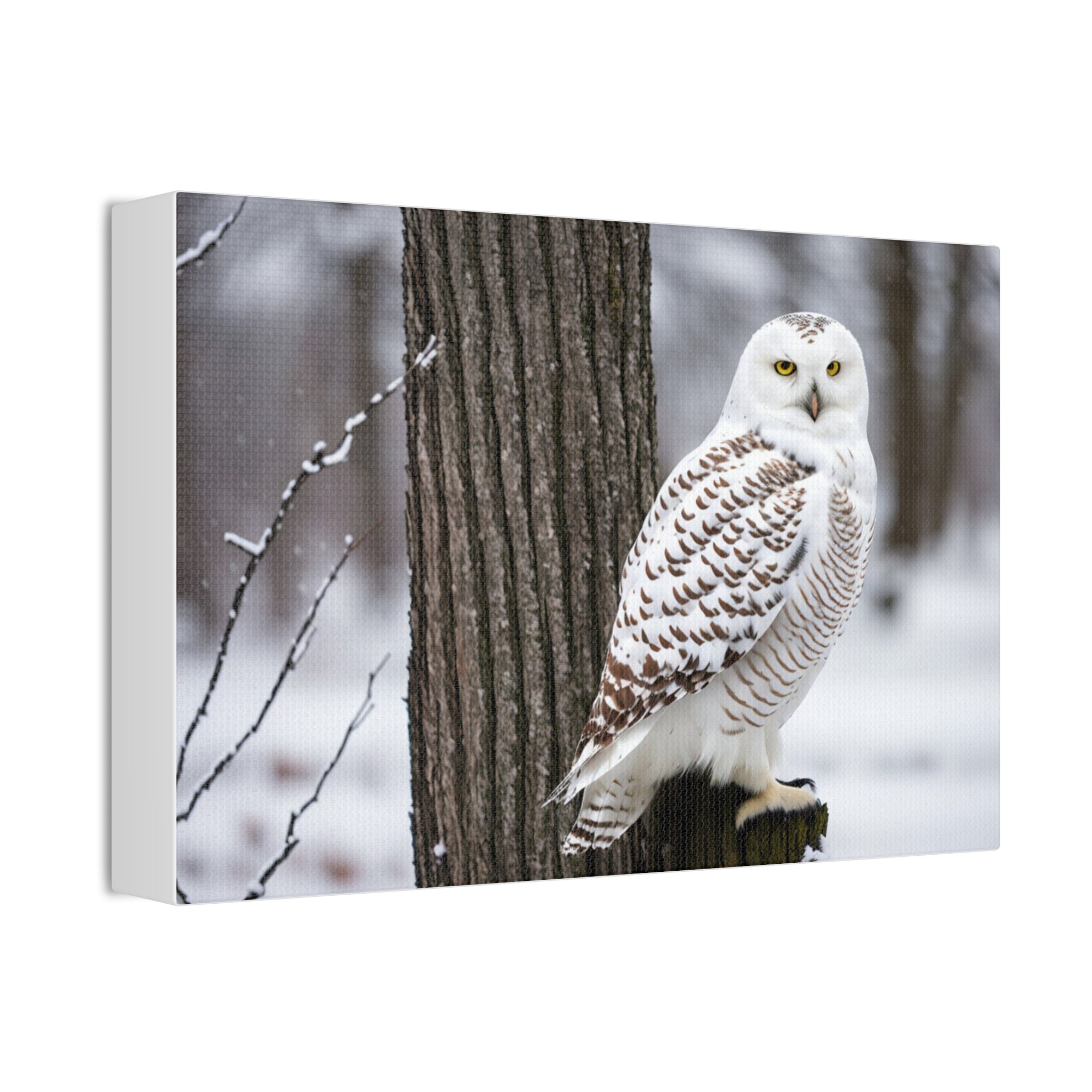 Snow owl Canvas Stretched, 1.5''