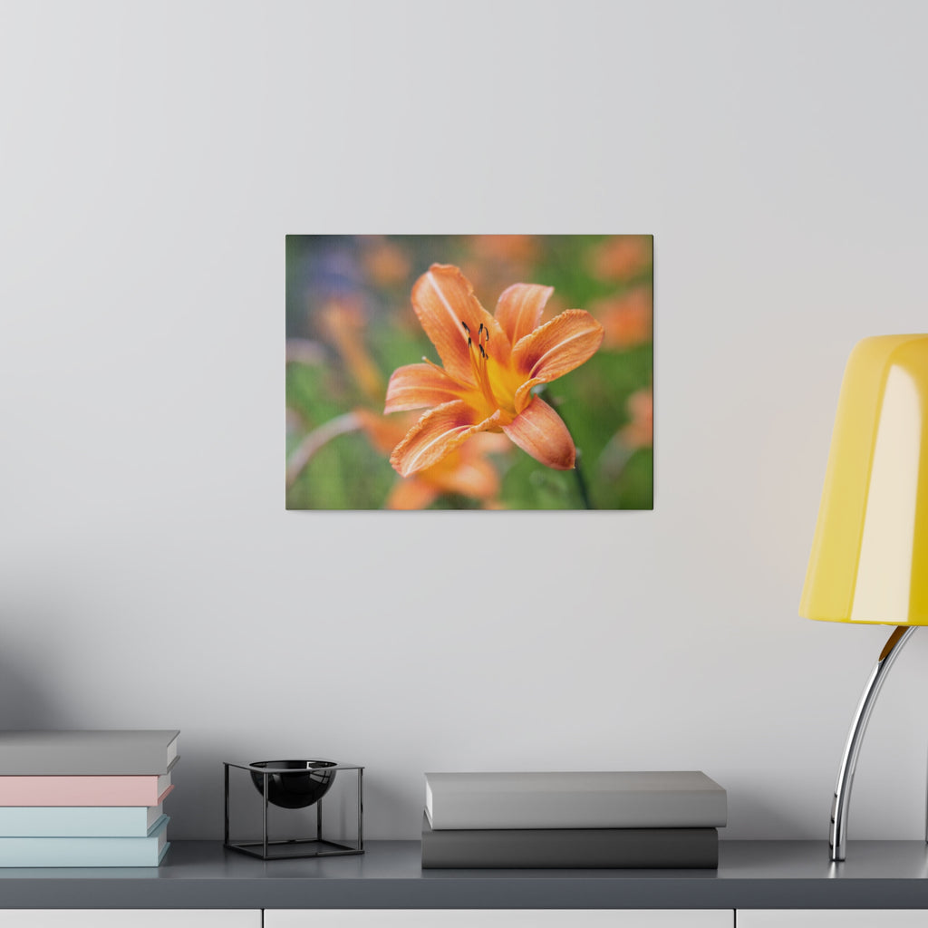 Lilly flower— Matte Canvas, Stretched, 0.75"