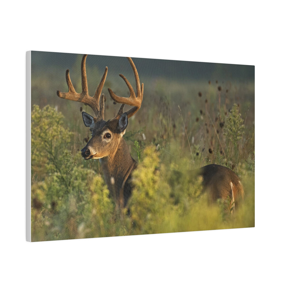 Deer- Matte Canvas, Stretched, 0.75"