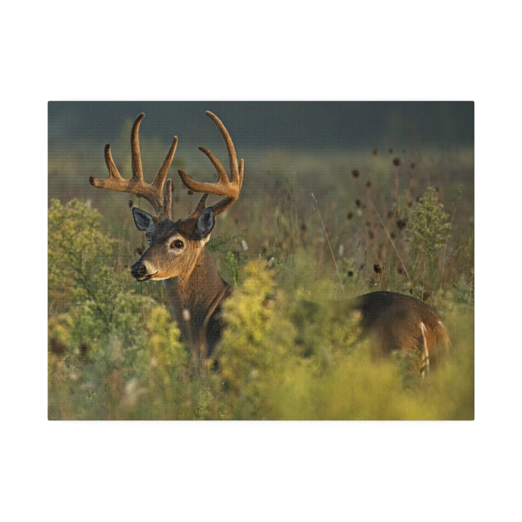 Deer- Matte Canvas, Stretched, 0.75"