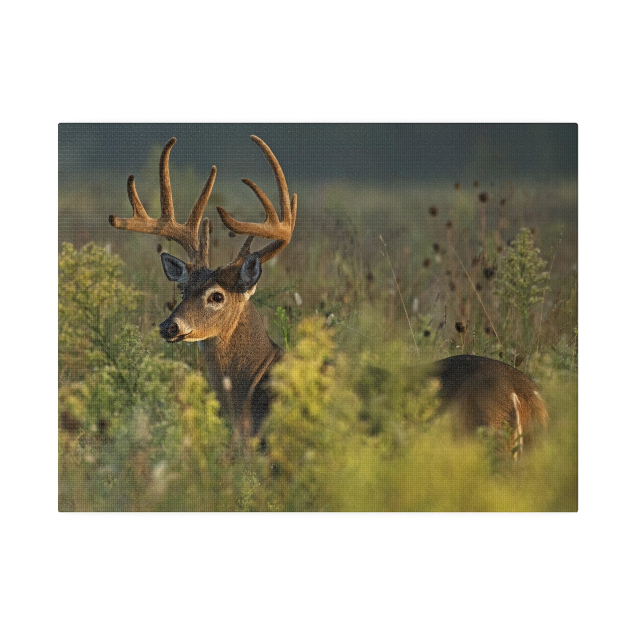 Deer- Matte Canvas, Stretched, 0.75"