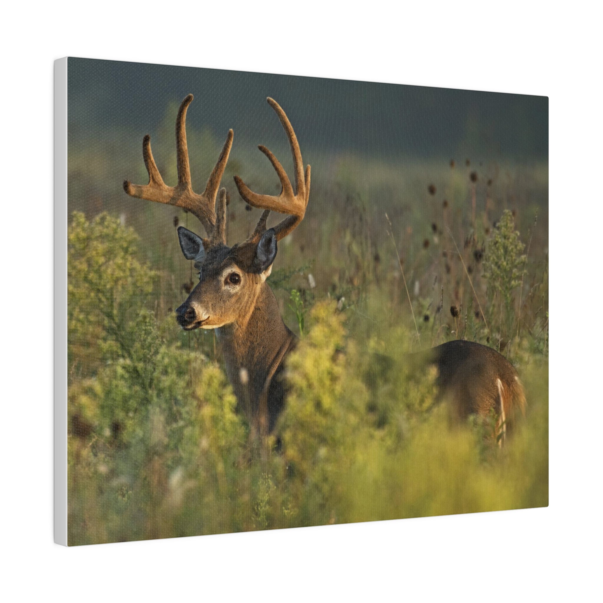 Deer- Matte Canvas, Stretched, 0.75"