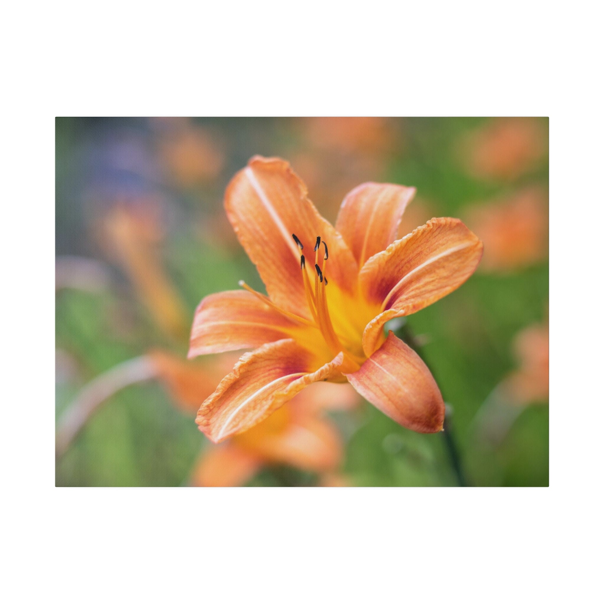 Lilly flower— Matte Canvas, Stretched, 0.75"