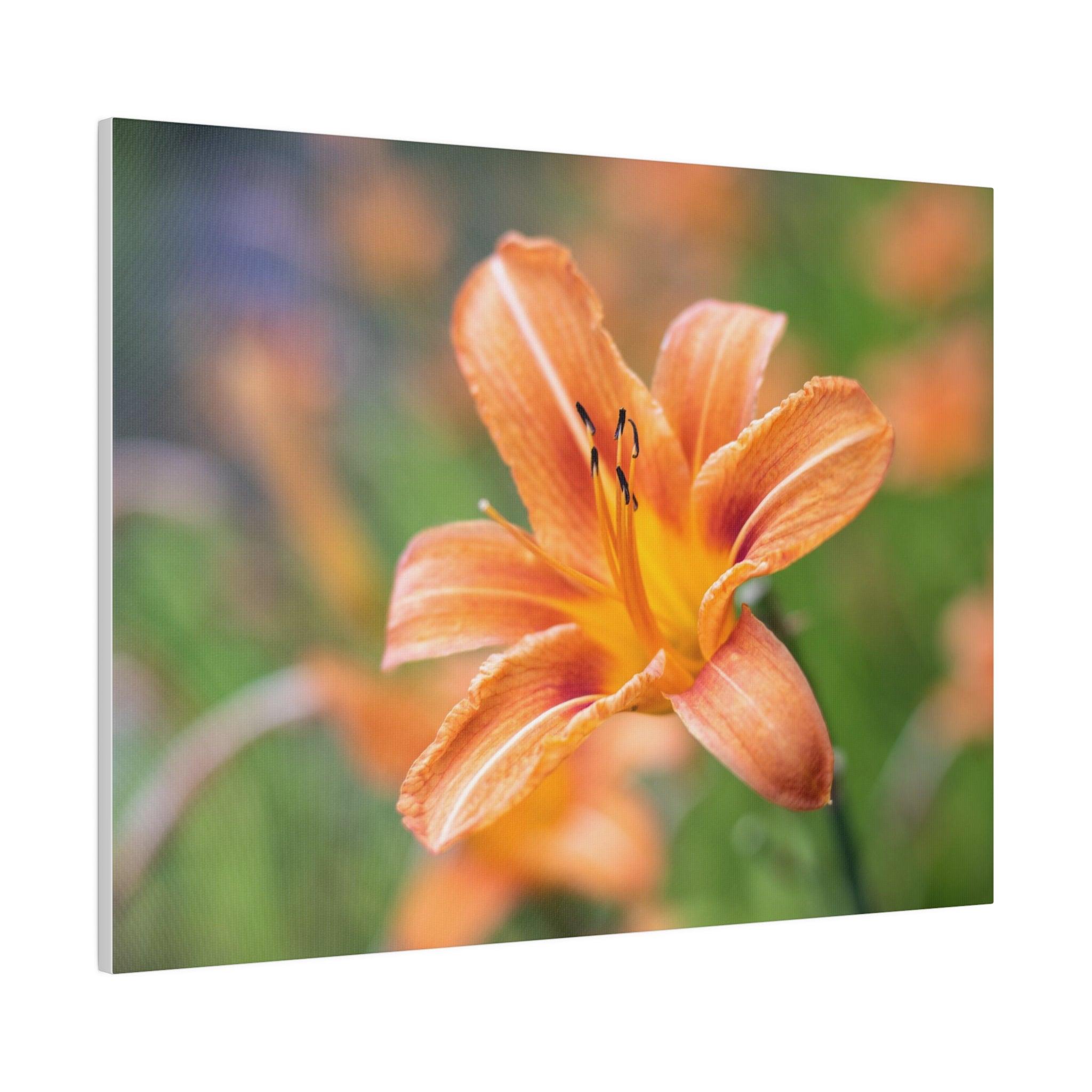 Lilly flower— Matte Canvas, Stretched, 0.75"