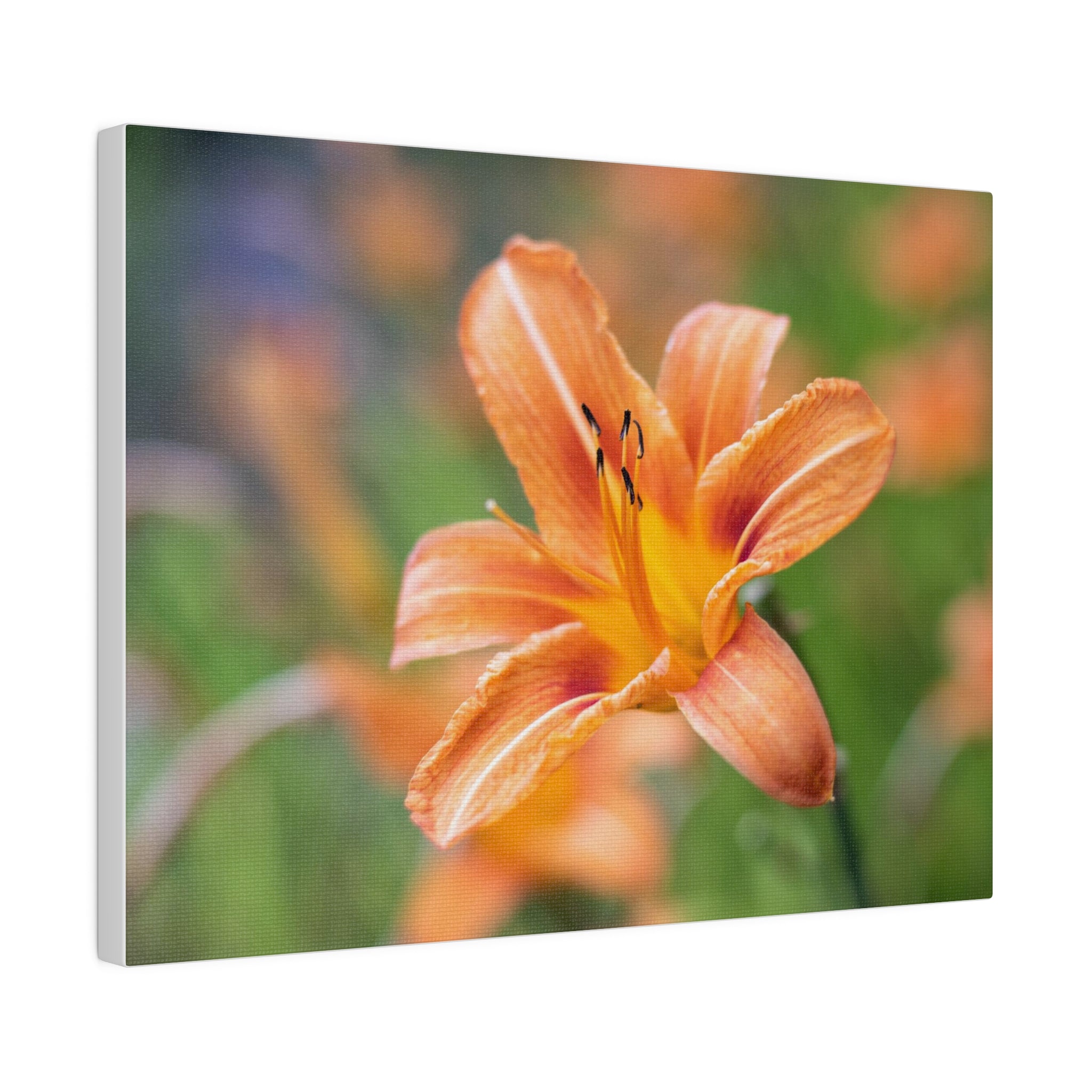 Lilly flower— Matte Canvas, Stretched, 0.75"