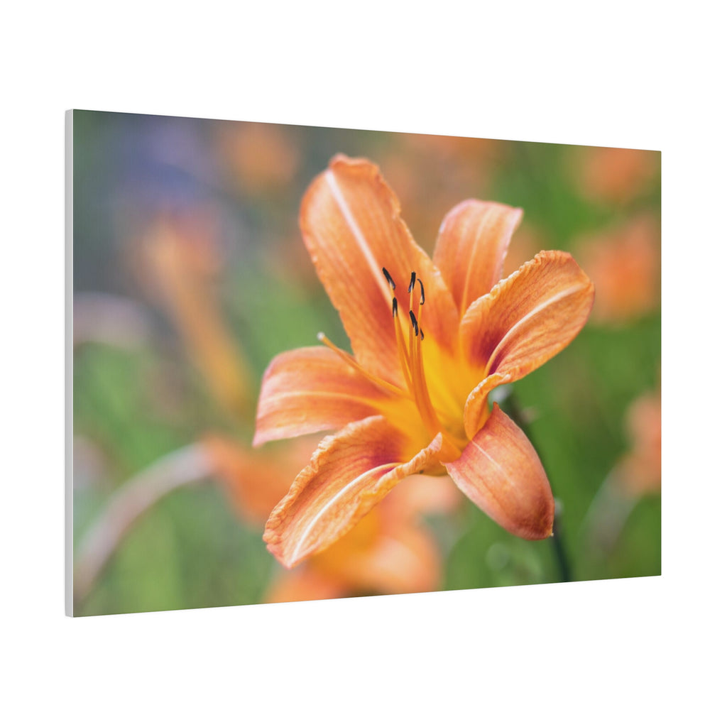 Lilly flower— Matte Canvas, Stretched, 0.75"