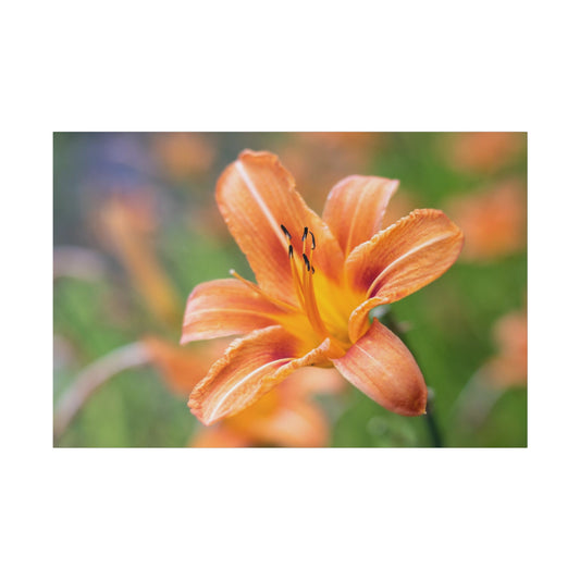 Lilly flower— Matte Canvas, Stretched, 0.75"