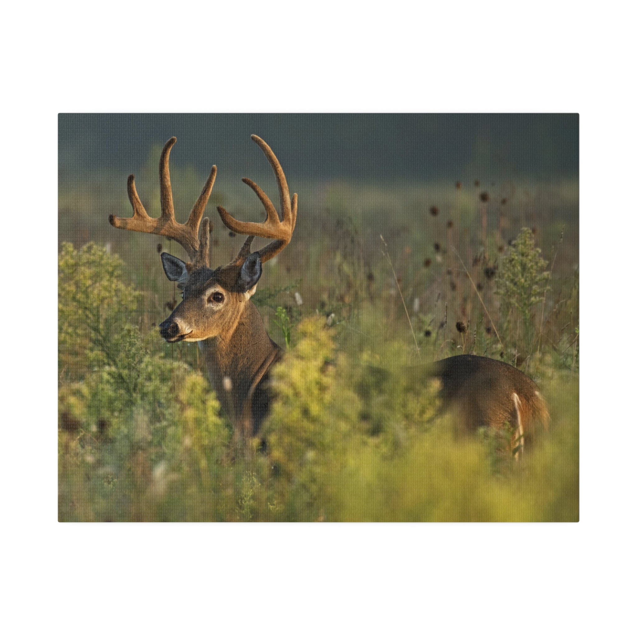 Deer- Matte Canvas, Stretched, 0.75"