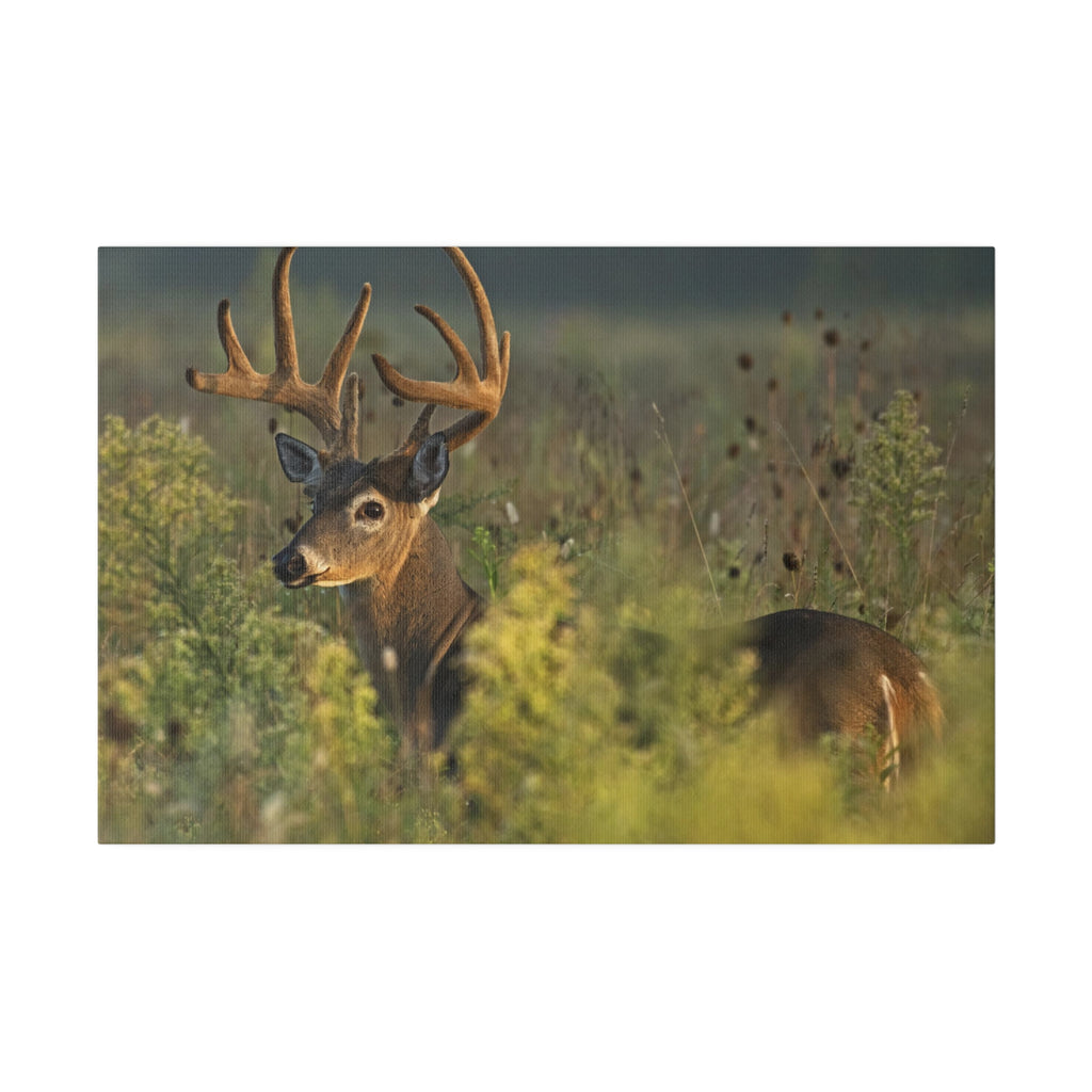 Deer- Matte Canvas, Stretched, 0.75"