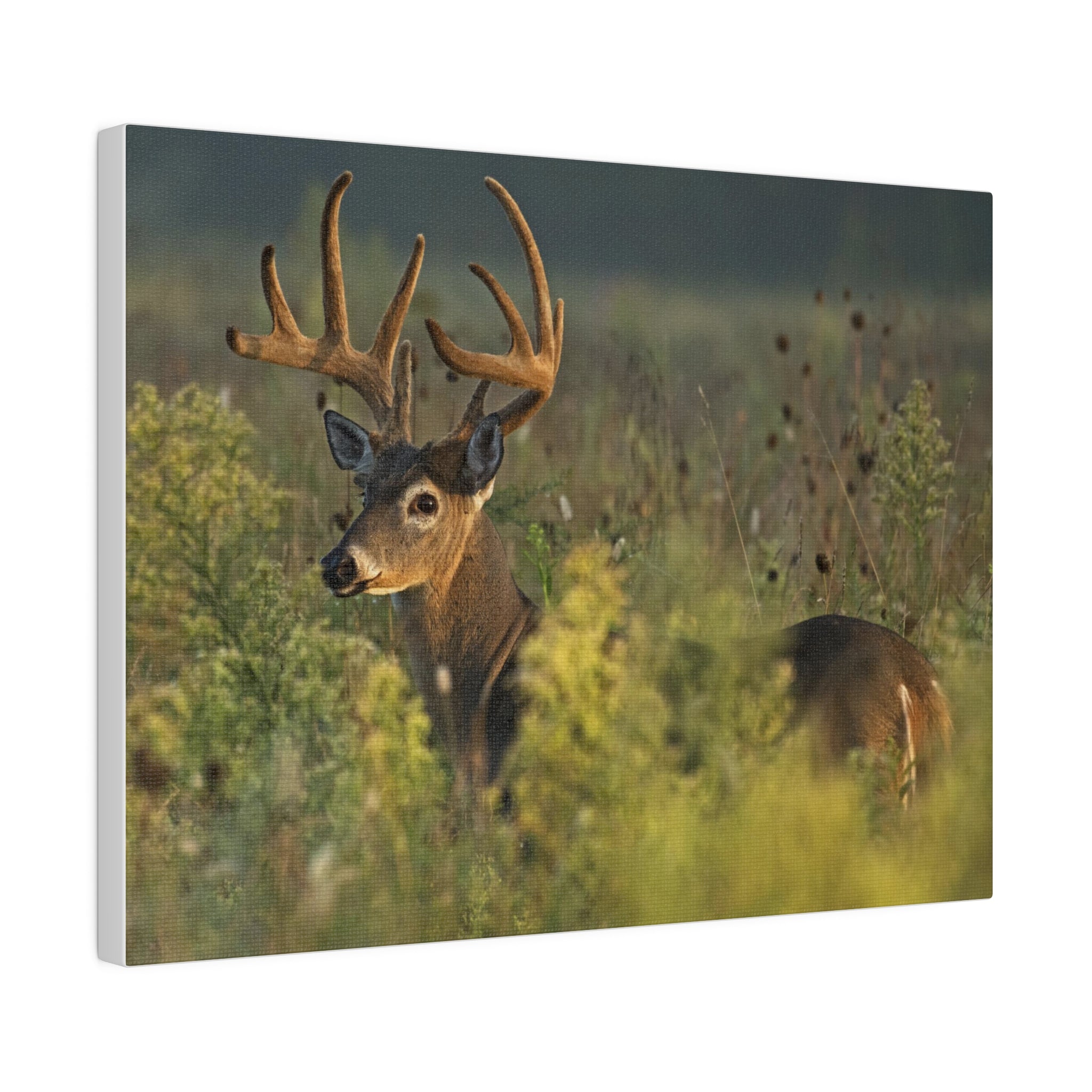 Deer- Matte Canvas, Stretched, 0.75"