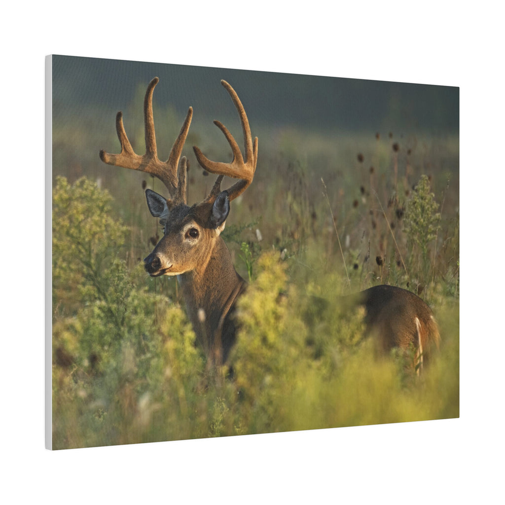 Deer- Matte Canvas, Stretched, 0.75"
