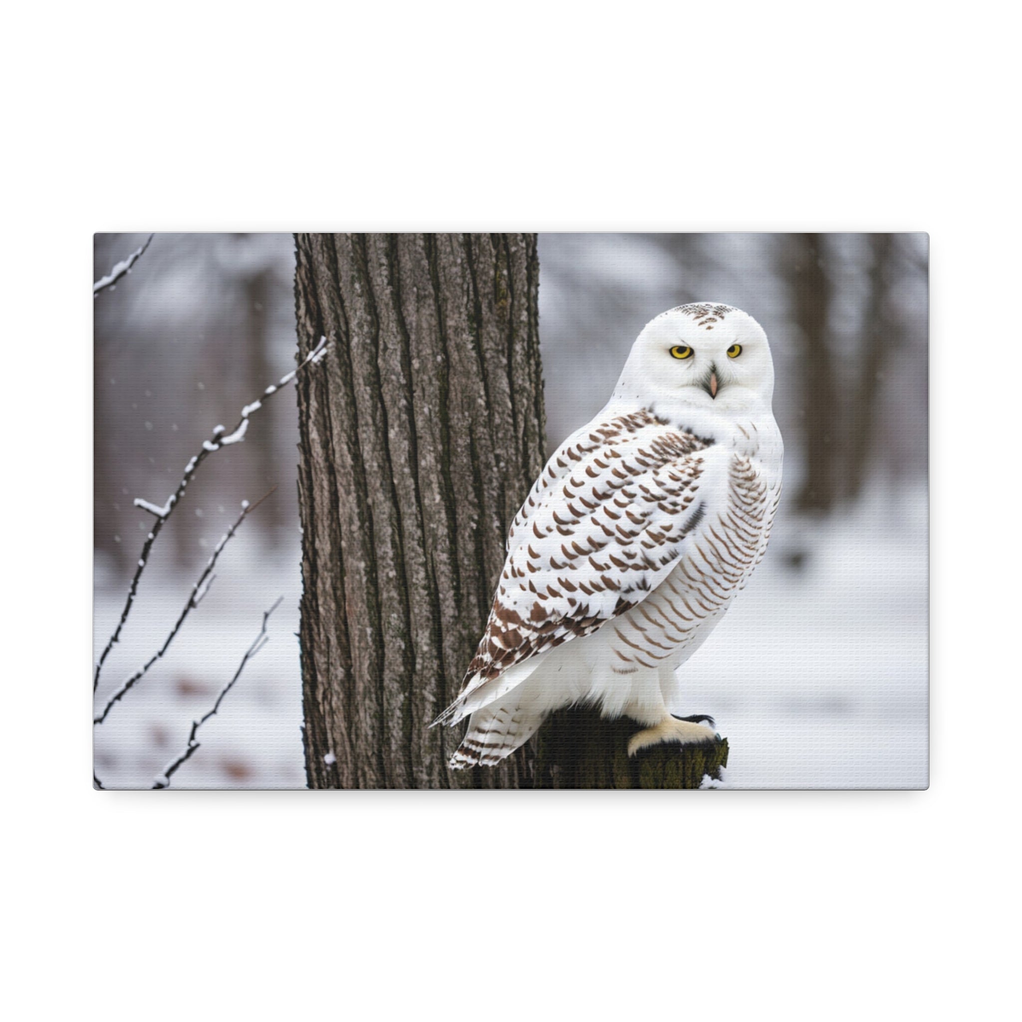 Snow owl Canvas Stretched, 1.5''