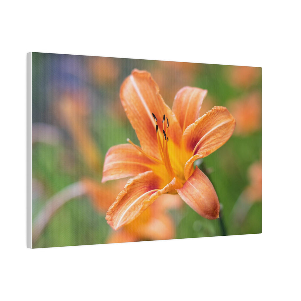 Lilly flower— Matte Canvas, Stretched, 0.75"