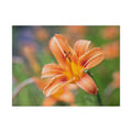 Lilly flower— Matte Canvas, Stretched, 0.75"