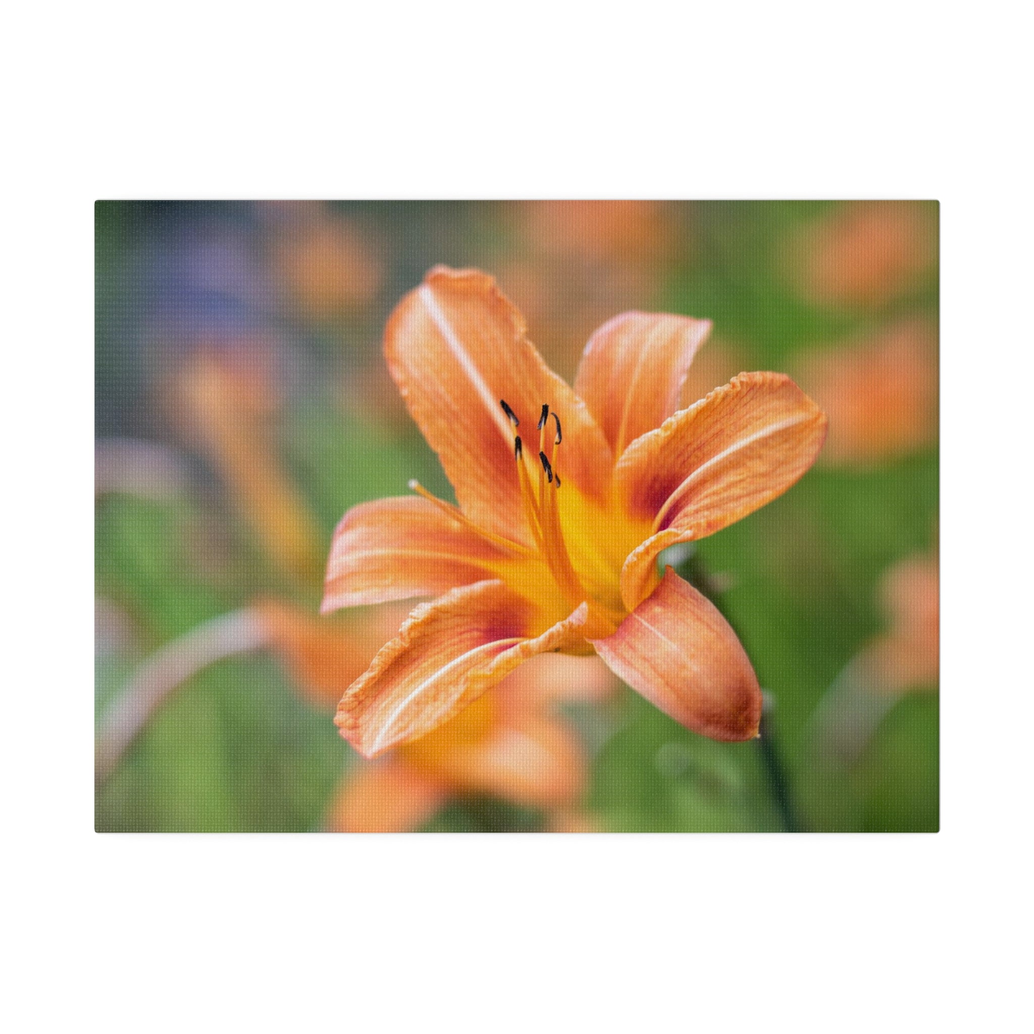 Lilly flower— Matte Canvas, Stretched, 0.75"